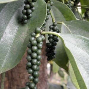 Pimienta Verde
