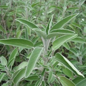 Salvia Officinalis