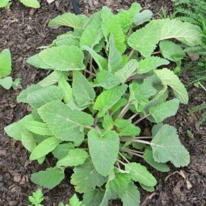 Salvia Romana