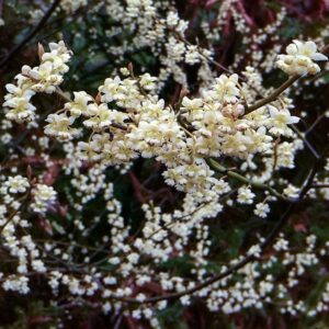 Verbena Exótica