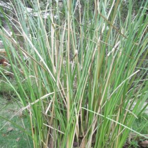 Vetiver