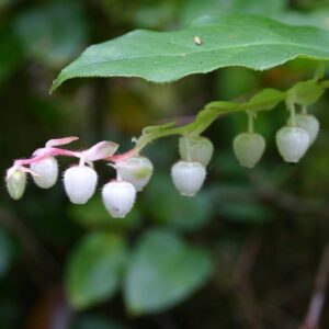 Wintergreen