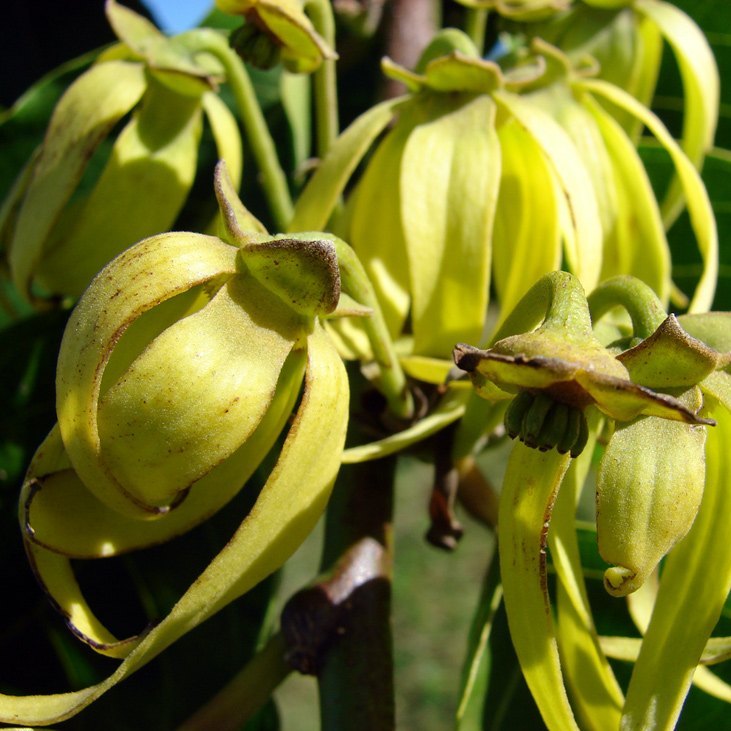 Ylang Ylang (Complet)