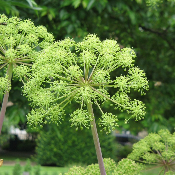 Angelica
