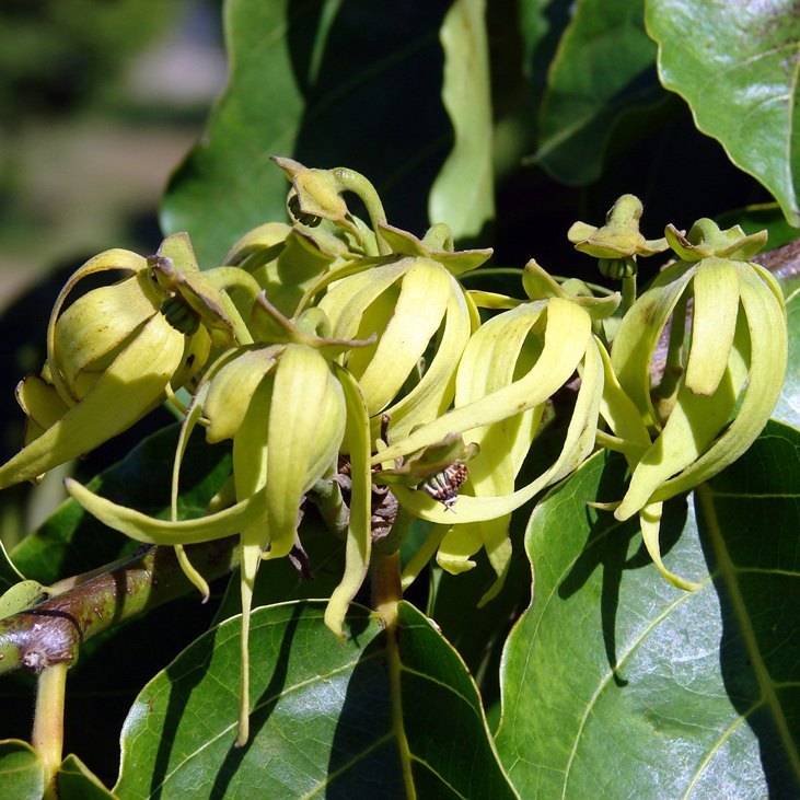 Ylang Ylang (Extra)