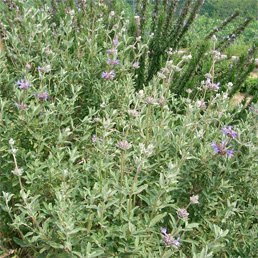 Salvia Española