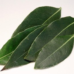 Laurel