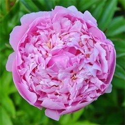 Rosa Damascena