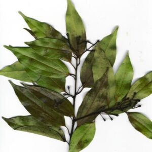 Canela (hojas)