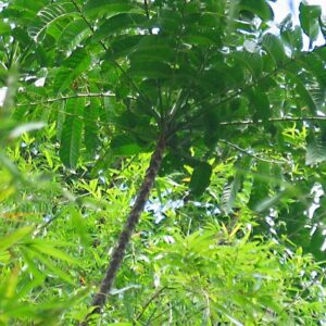 Elemi