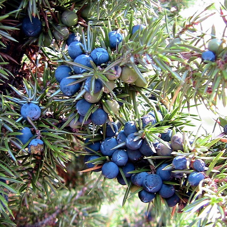 Enebro (bayas)