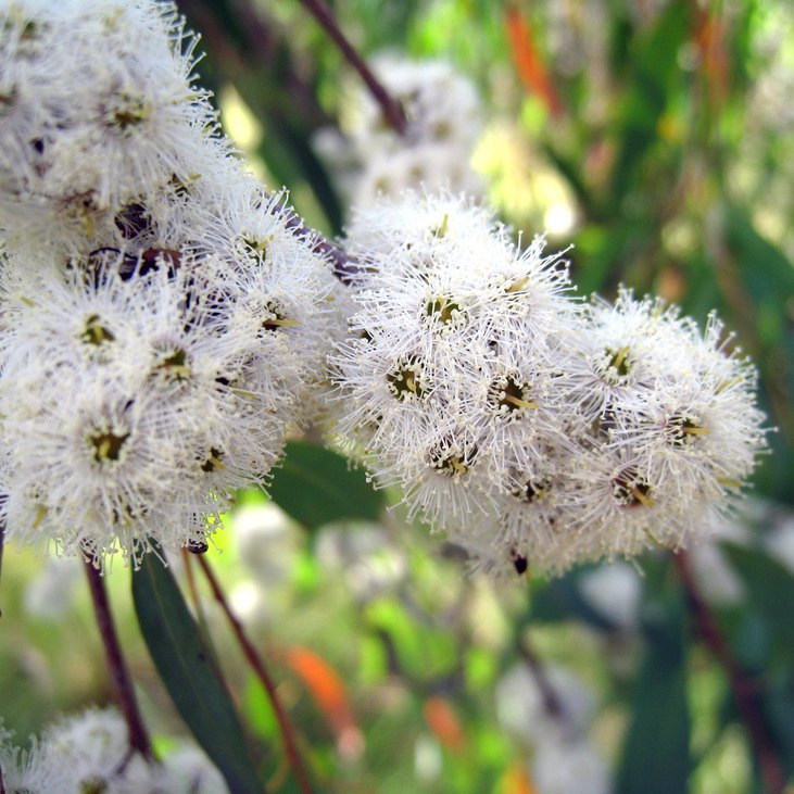 Eucalipto Radiata