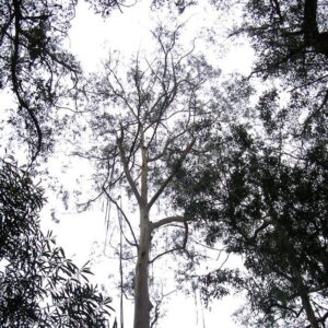Eucalipto Smithii