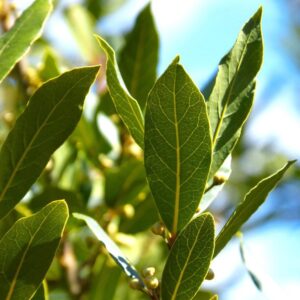 Laurel