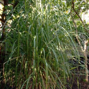 Lemongrass