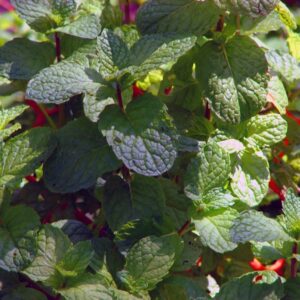 Menta Hierbabuena