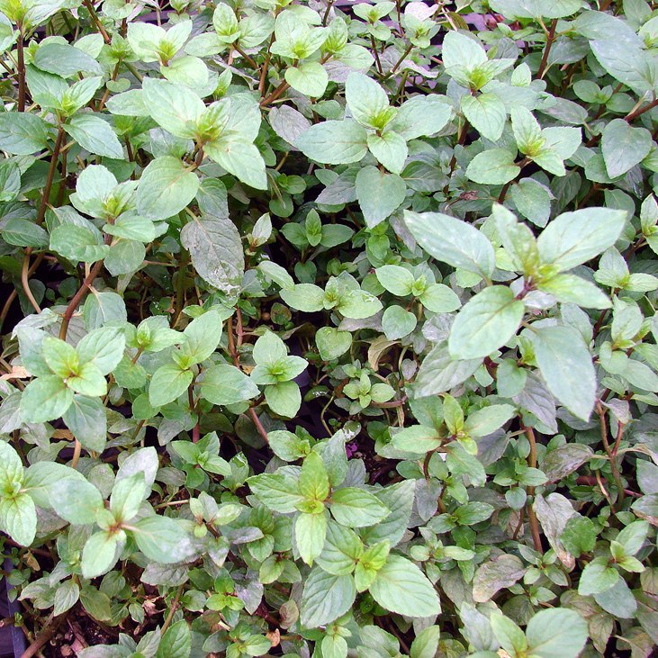 Menta Piperita