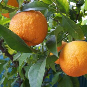 Naranja Amarga