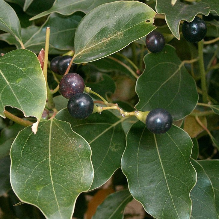 Palo de Hô