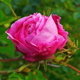 Rosa Centifolia